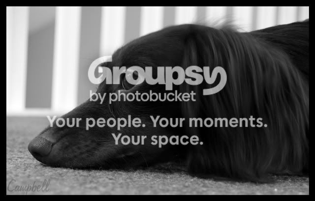 Dachshund2.jpg