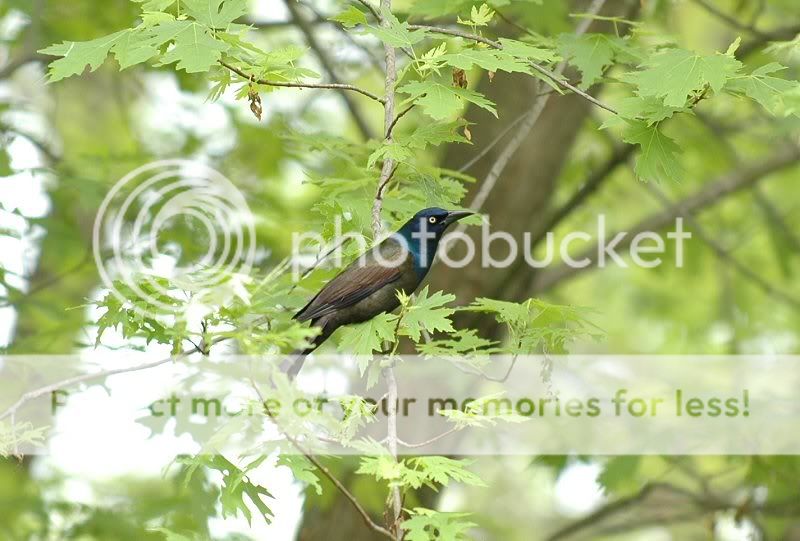 grackle3.jpg
