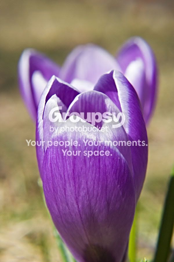 Crocus.jpg