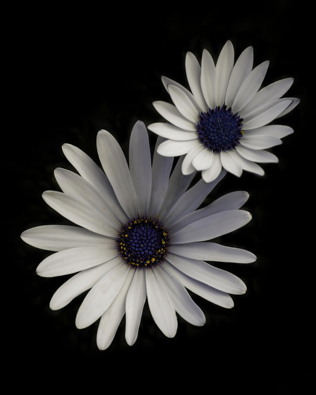 Eds_flowers_CROP.jpg