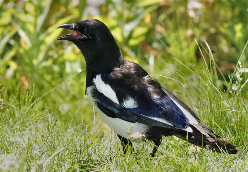 magpie_03.jpg