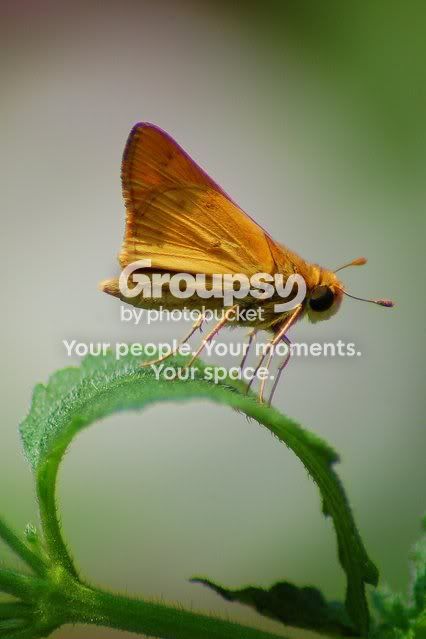 MothLeaf.jpg