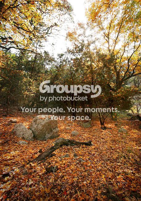 fallleaves-sm.jpg