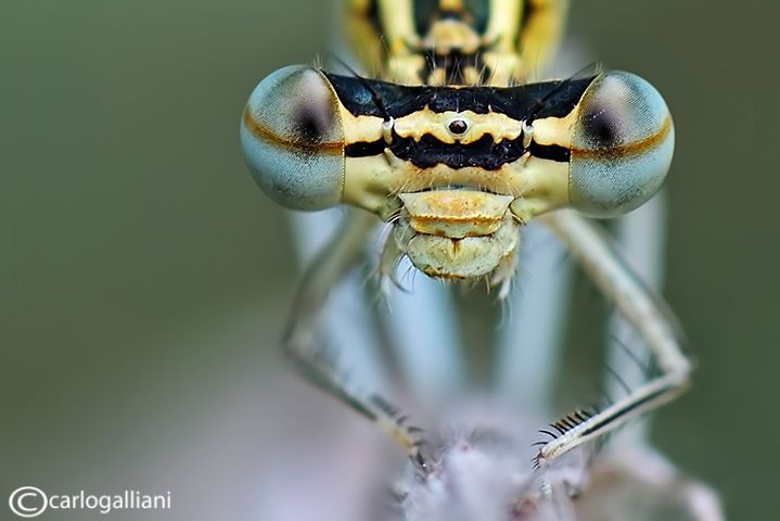 platycpennispennipes114.jpg