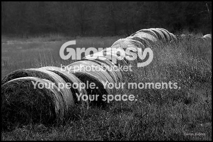 hay1.jpg
