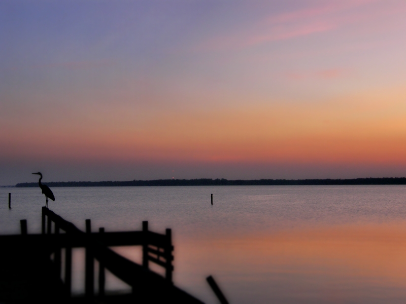 Sunrise_bird__by_OB_LL426.jpg