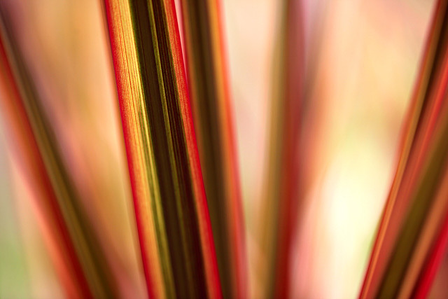 5606872333_69cd792d05_z.jpg