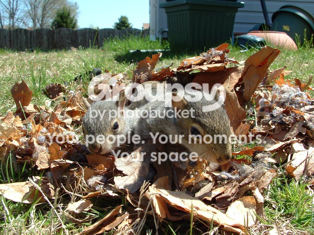 squirrelbabys08032.jpg