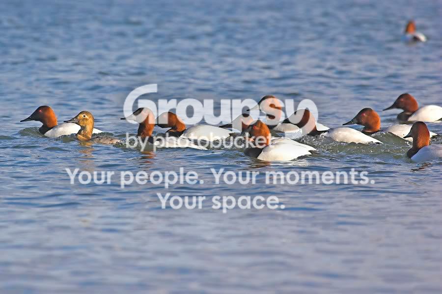 Canvasback1.jpg