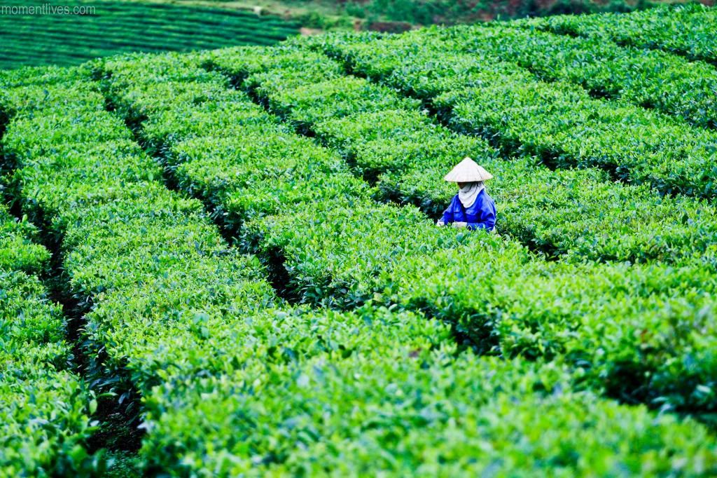 Tea-6_zps4f49bb55.jpg