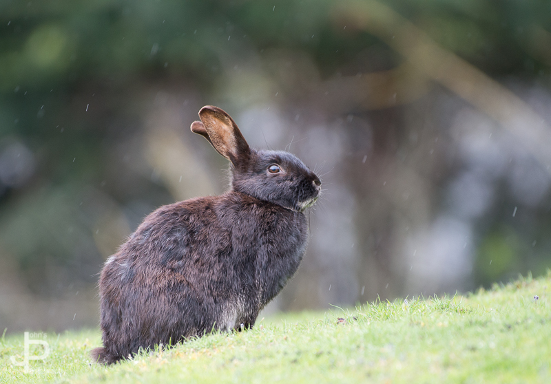 Rabbit%20%281%29.JPG