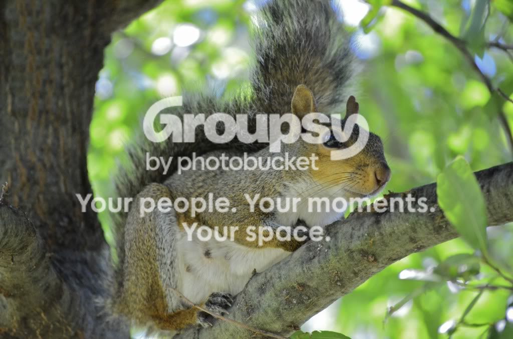 Squirellwithtailinair.jpg