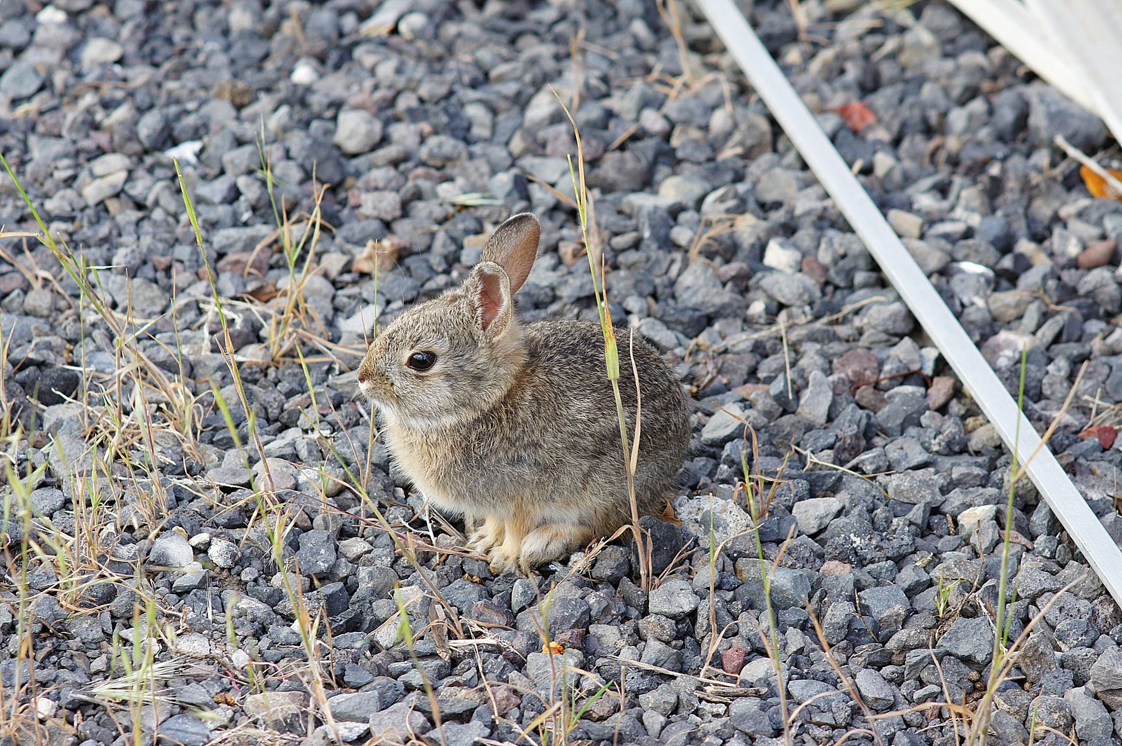 bunny.jpg