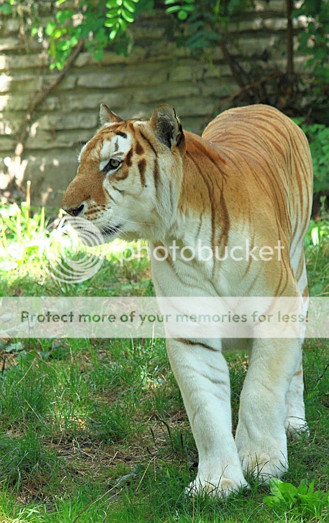Tiger3rs.jpg