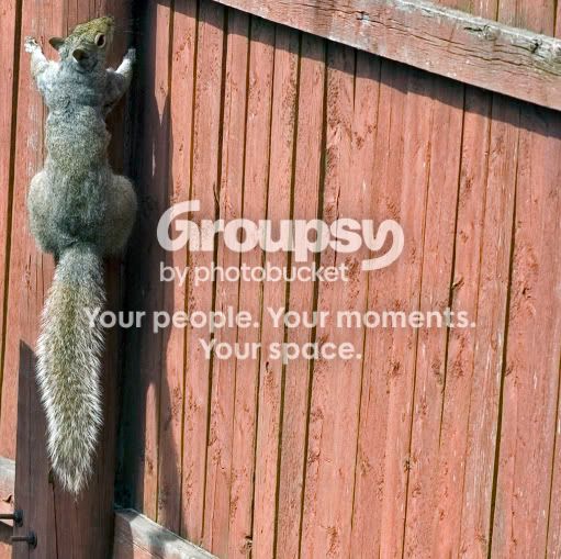 Squirrel040206005.jpg
