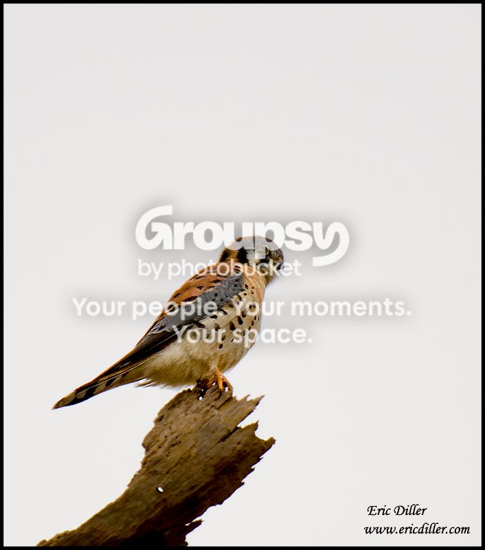 ECD_1199copy.jpg