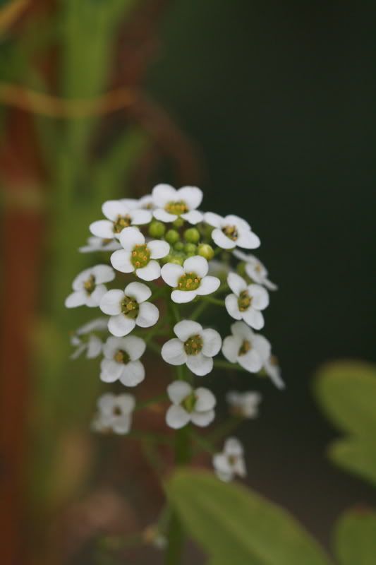 IMG_0077.jpg
