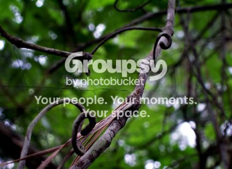 curlybranch.jpg