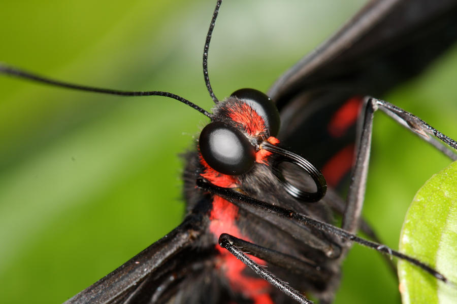 butterfly4_by_mack1time.jpg