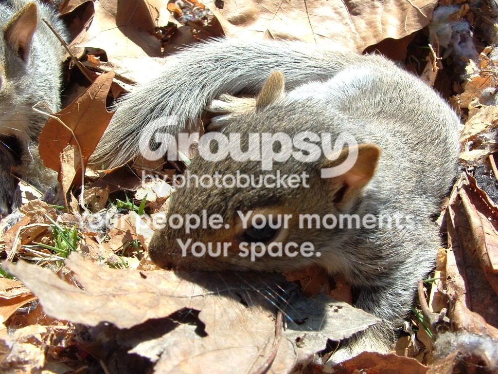 squirrelbabys08019.jpg