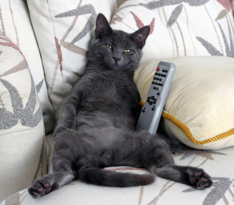 lazy2.jpg