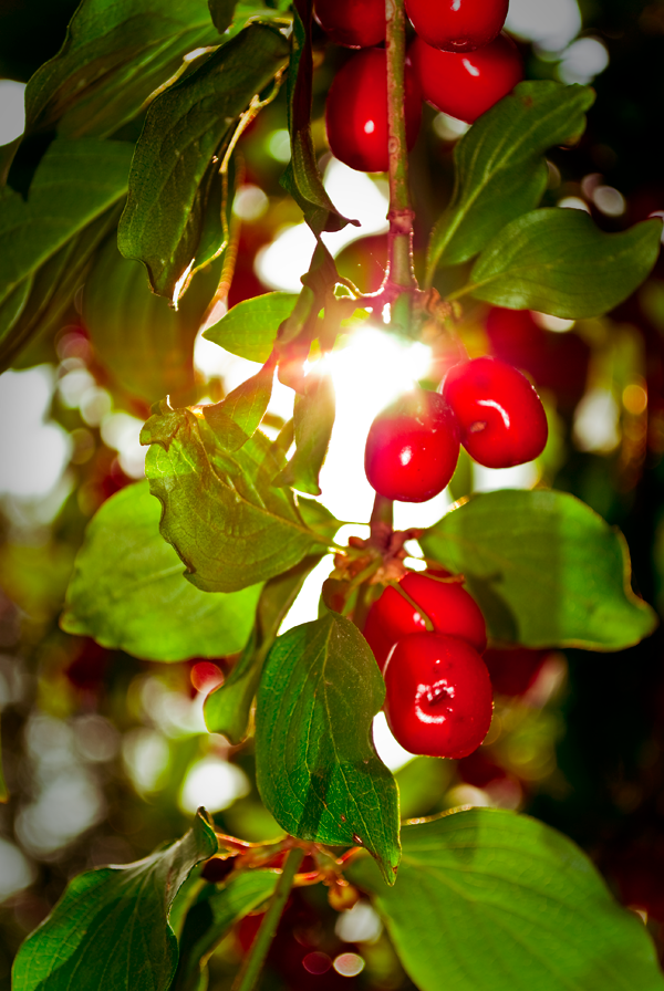 frucht.png