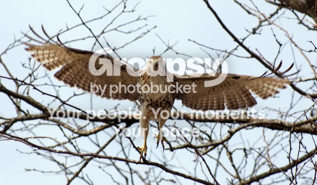 Copyofhawk069.jpg