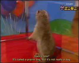 PrairieDogOriginal.gif