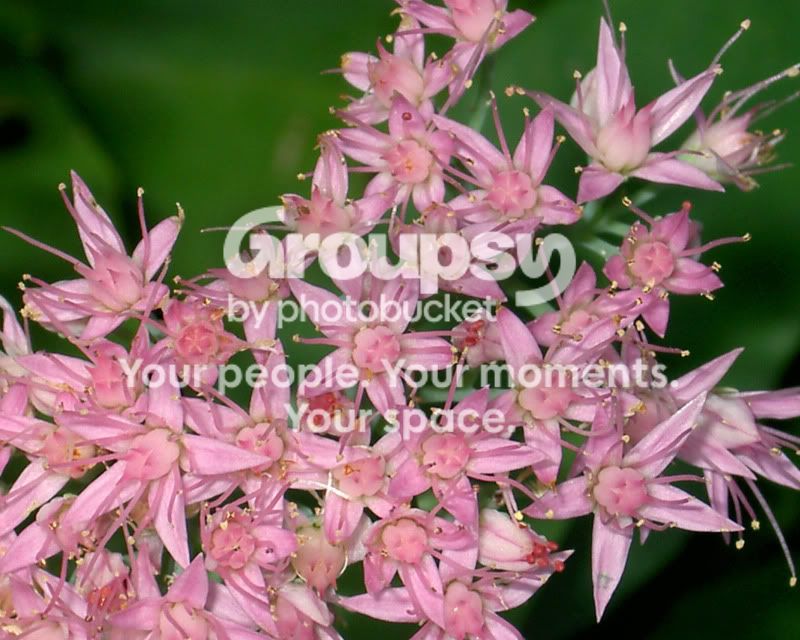 PICT0788x.jpg