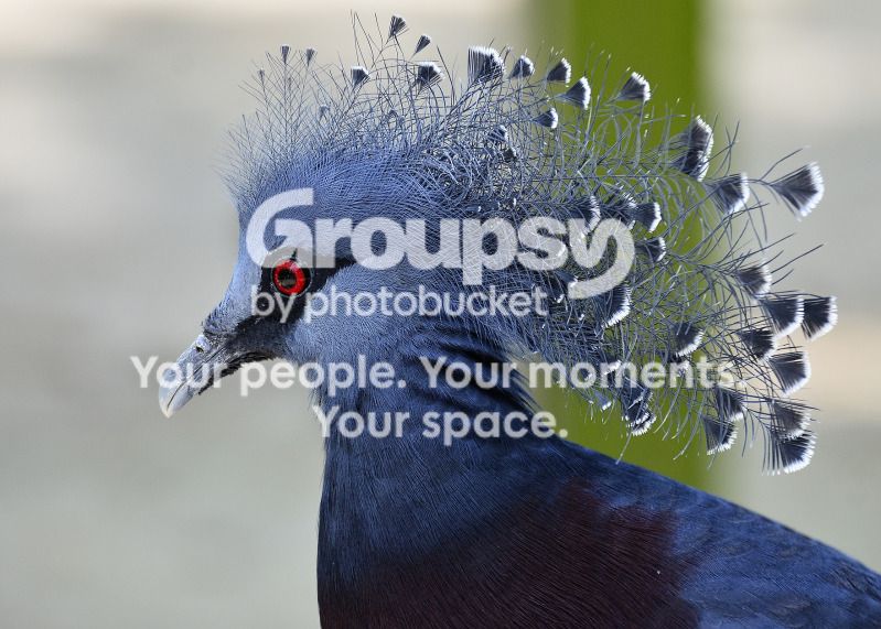 BlueFancyPigeonBird.jpg