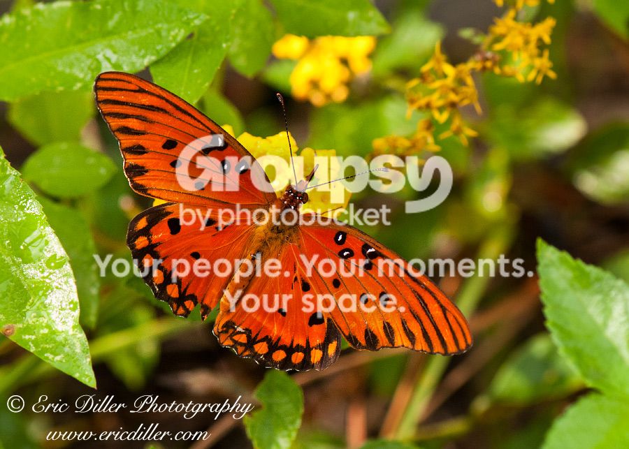 _ECD2531-copy900.jpg