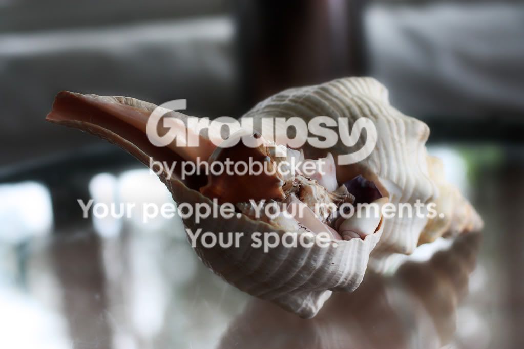 shell.jpg