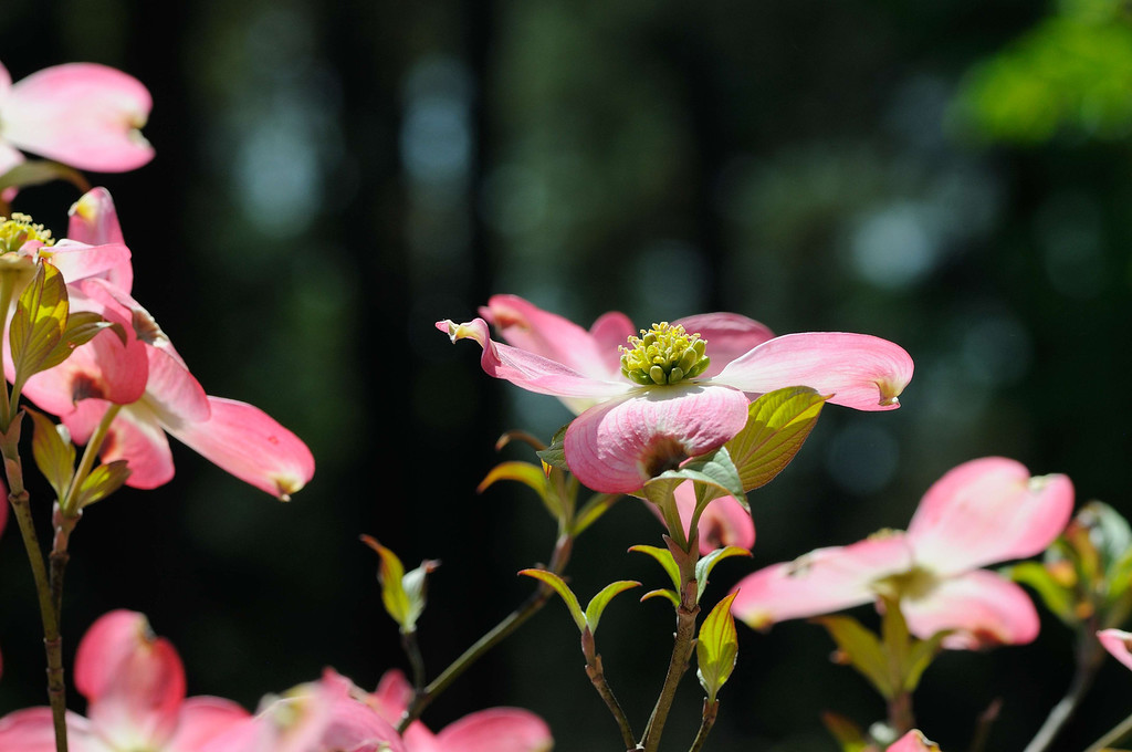 DSC_00095-XL.jpg