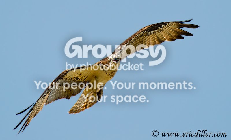 _ECD4874-copy800.jpg