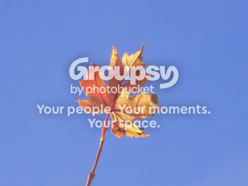 singleleaf.jpg