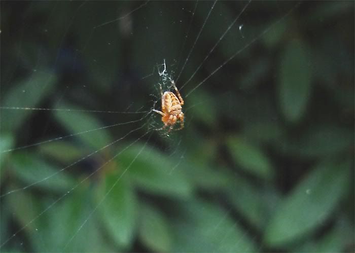 Spider1.jpg
