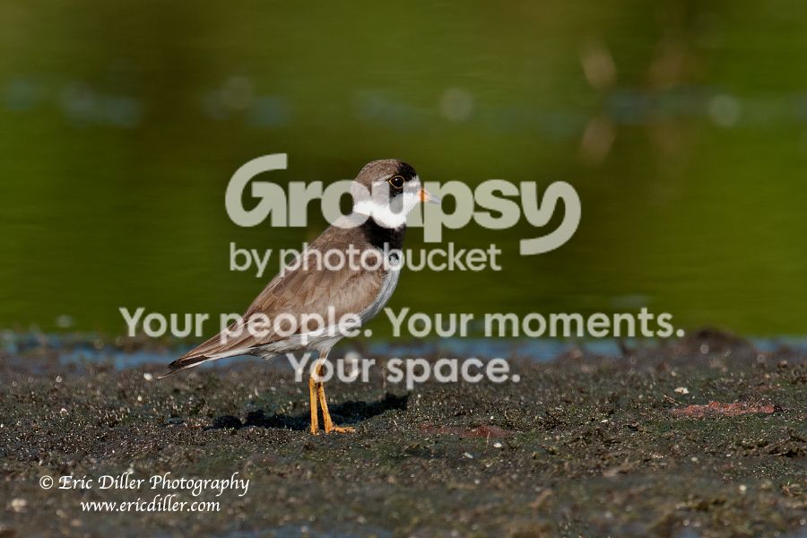 _ECD9920-copy900.jpg