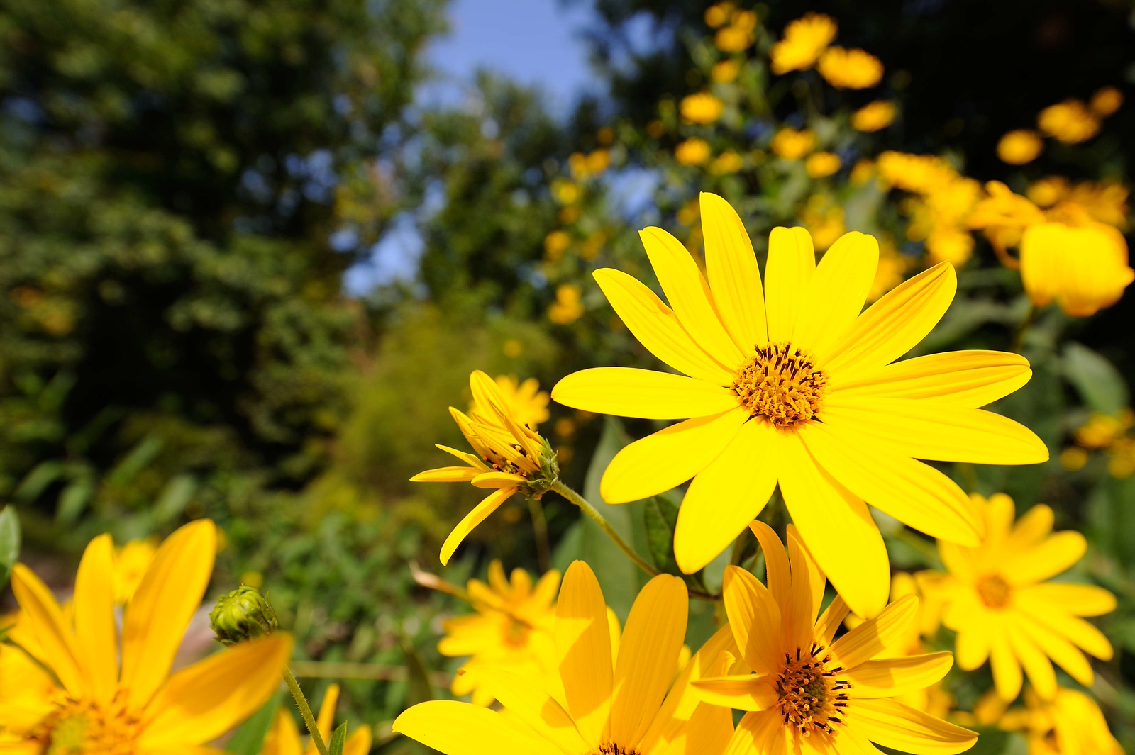 DSC_00051-X3.jpg