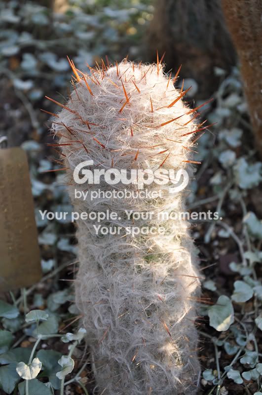 Cactusresized.jpg