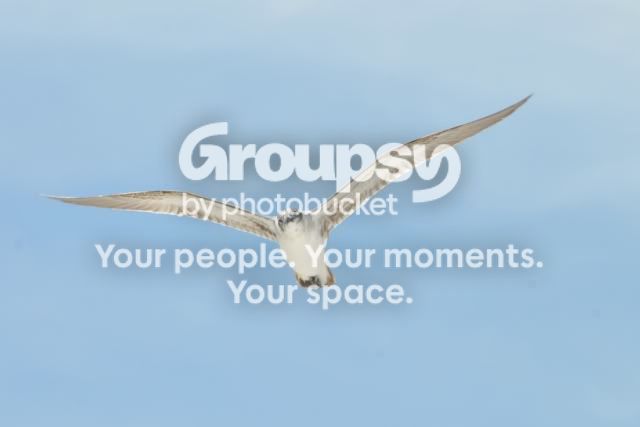 bird4.jpg