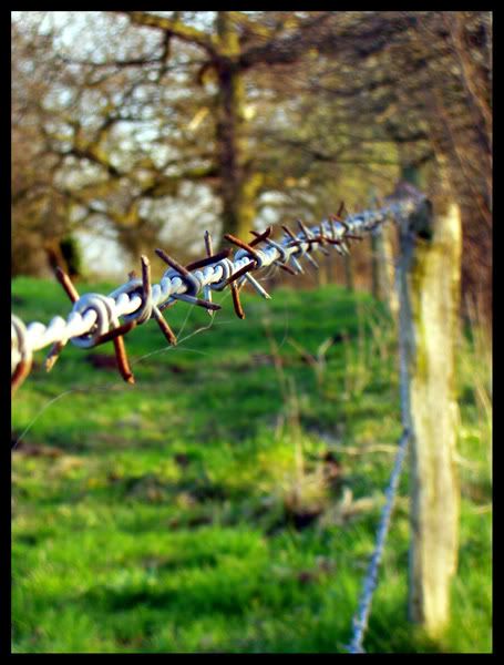 Barbed-Wire.jpg