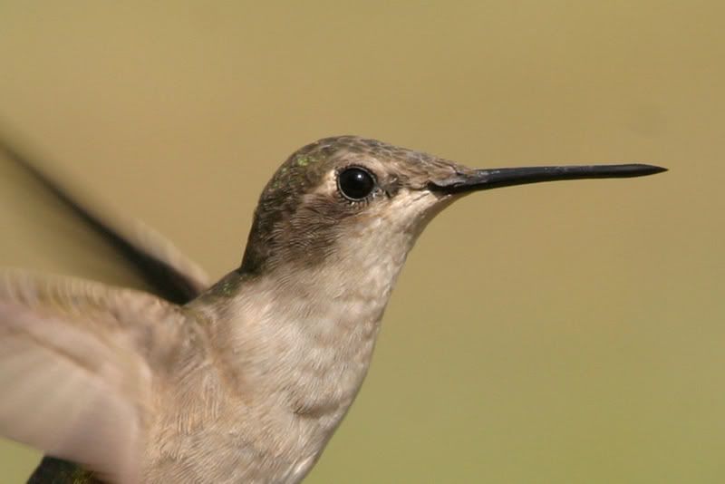 labordayhummers079_edited-2.jpg