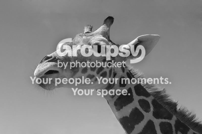 giraffe.jpg