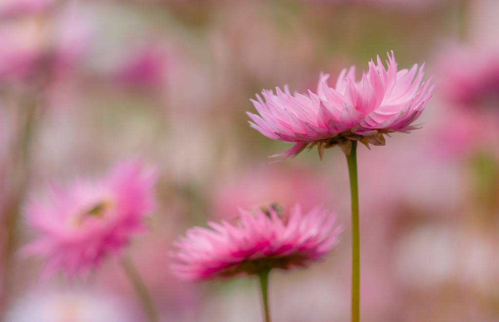flower_29.jpg