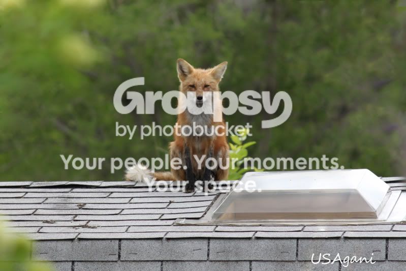 foxonroof.jpg