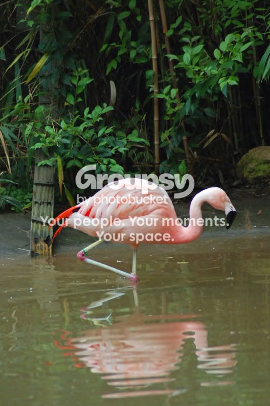 FlamingoinWater.jpg
