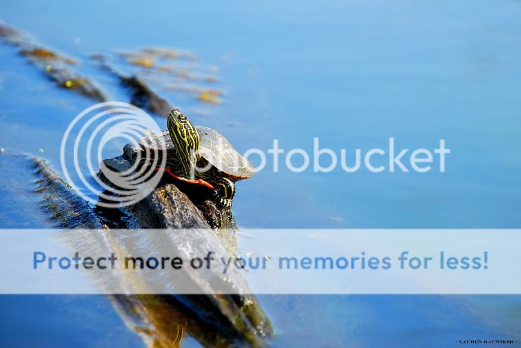 TurtleonaLog-2.jpg