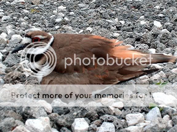 killdeer.jpg