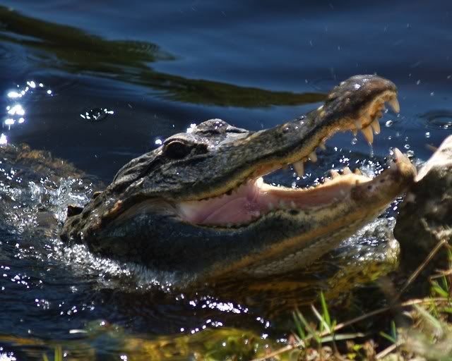 Gator2.jpg