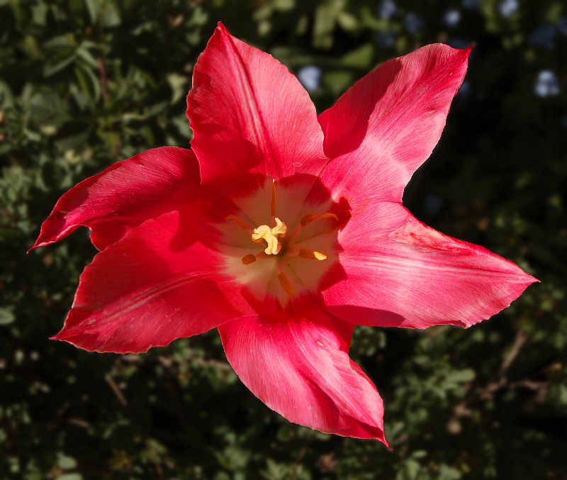 red_flower.jpg